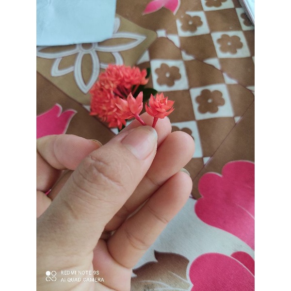 Cây Bông Trang. cây đang có hoa 14k/bầu.lá nhỏ