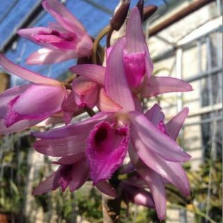 Hoa lan phi điệp Nù Tali 68