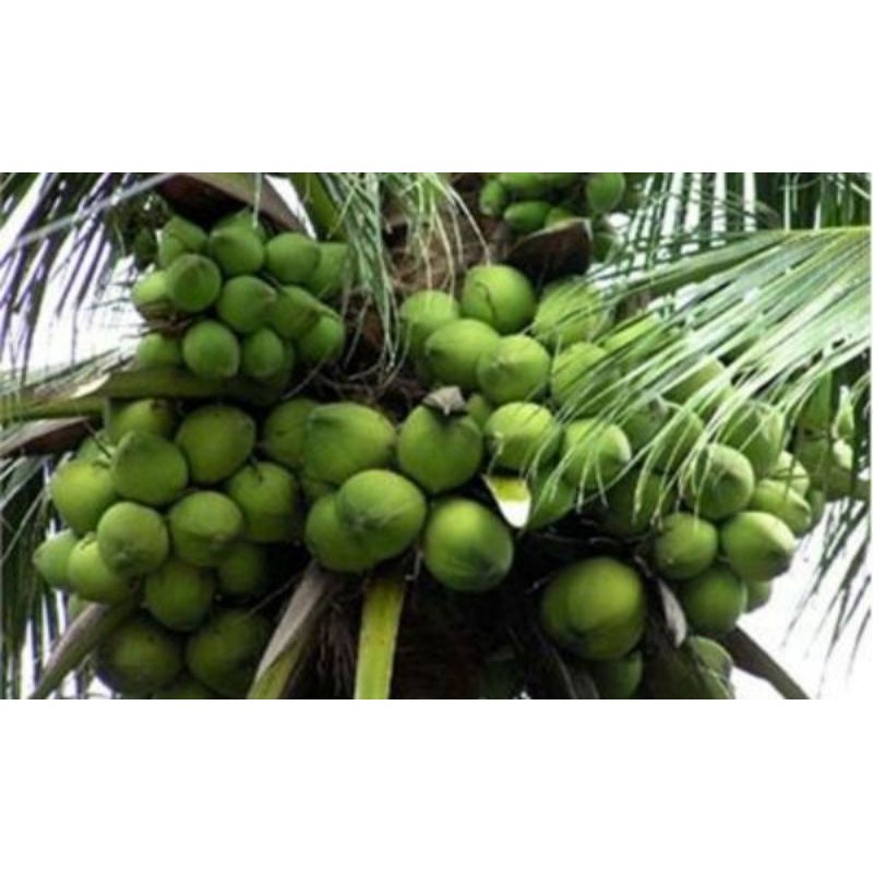 dừa xiêm xanh lùn 35k .........