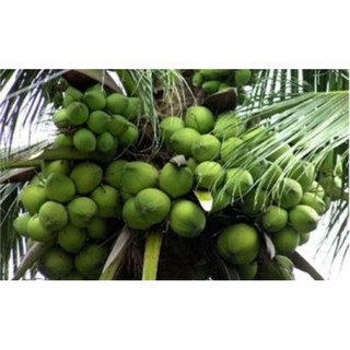 dừa xiêm xanh lùn 35k .........