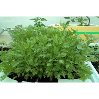 10Gram Hạt giống cải cúc tẻ (rau tần ô)