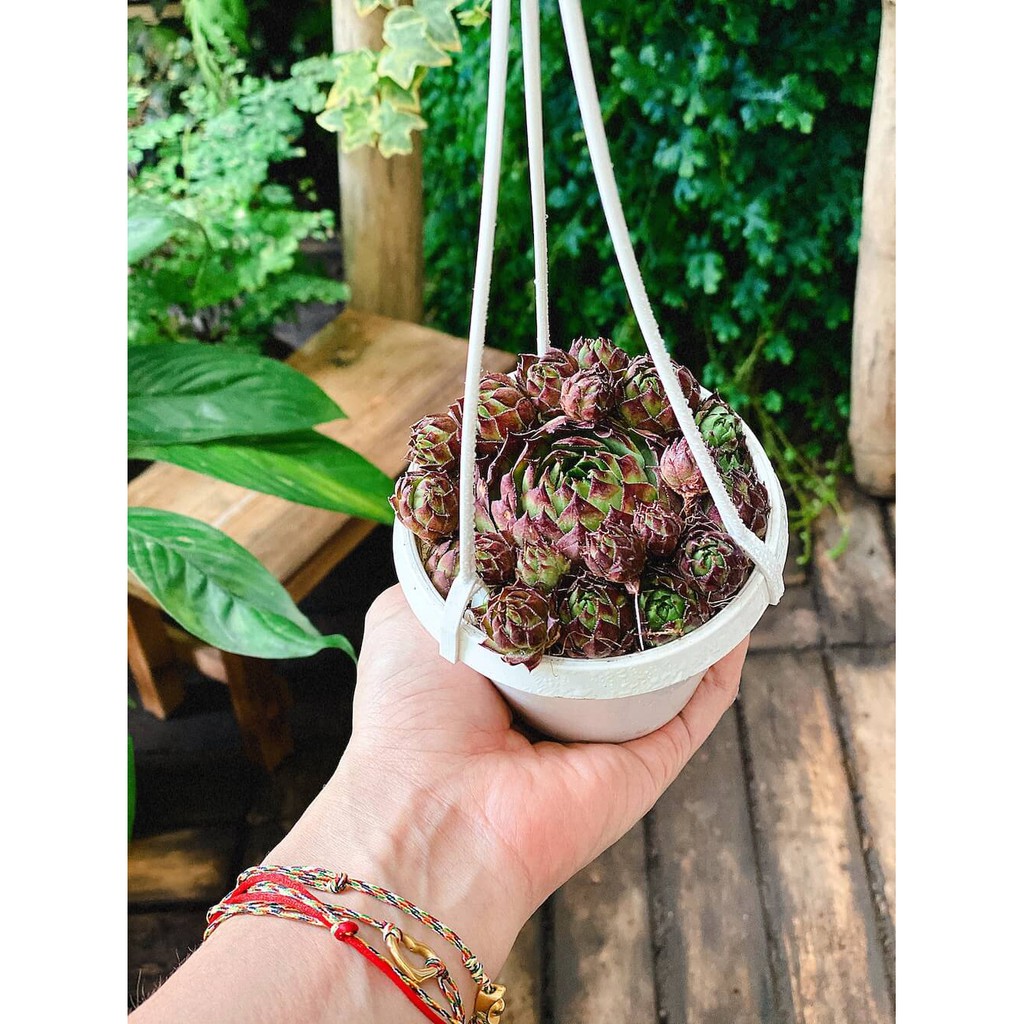 Cây Sempervivum Hen and Chicks Black Top (Trường Sinh Thảo Chúc, Gà Mẹ và Gà Con Đầu Đen) chậu nhựa treo