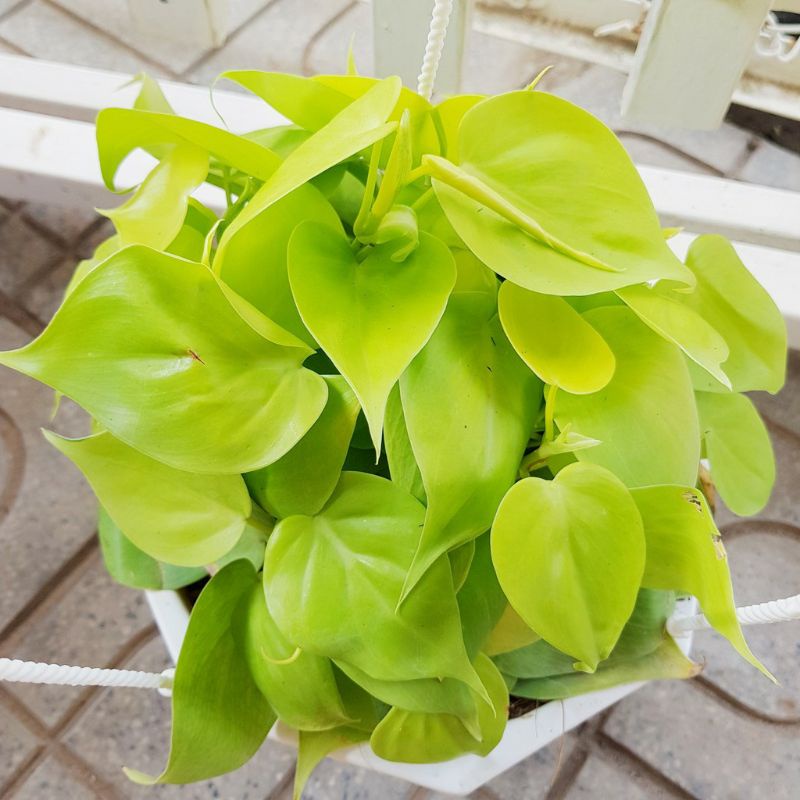 Trầu bà thái Vàng