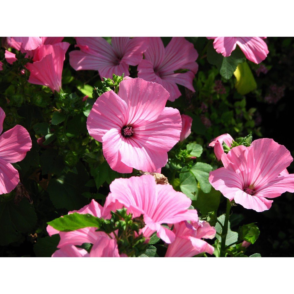 Hạt giống Hoa Cẩm Quỳ màu Hồng - Gói 0,5 gram