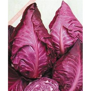 Hạt giống Bắp cải trái tim Tím F1 Nga