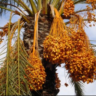 Hạt giống cây chà là Thái combo (195k/70hạt )