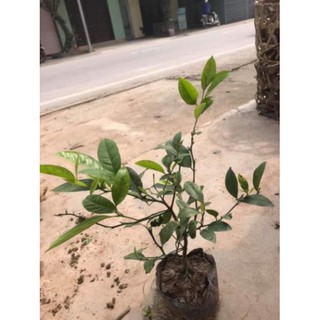 [Xả - Cắt Lỗ ] Cây Chanh Ta Giống