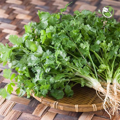 Hạt giống Ngò Bạc Liêu Phú Nông- Gói 20g - Coriander Bac Lieu