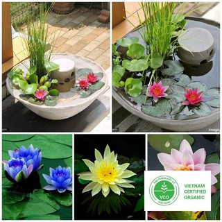 5 Hạt giống Súng thái (kèm Hướng dẫn ươm) THUTHUY