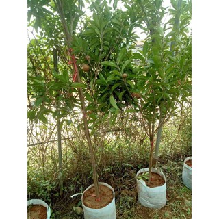 hồng xiêm xoài cây choai bao chuẩn giống