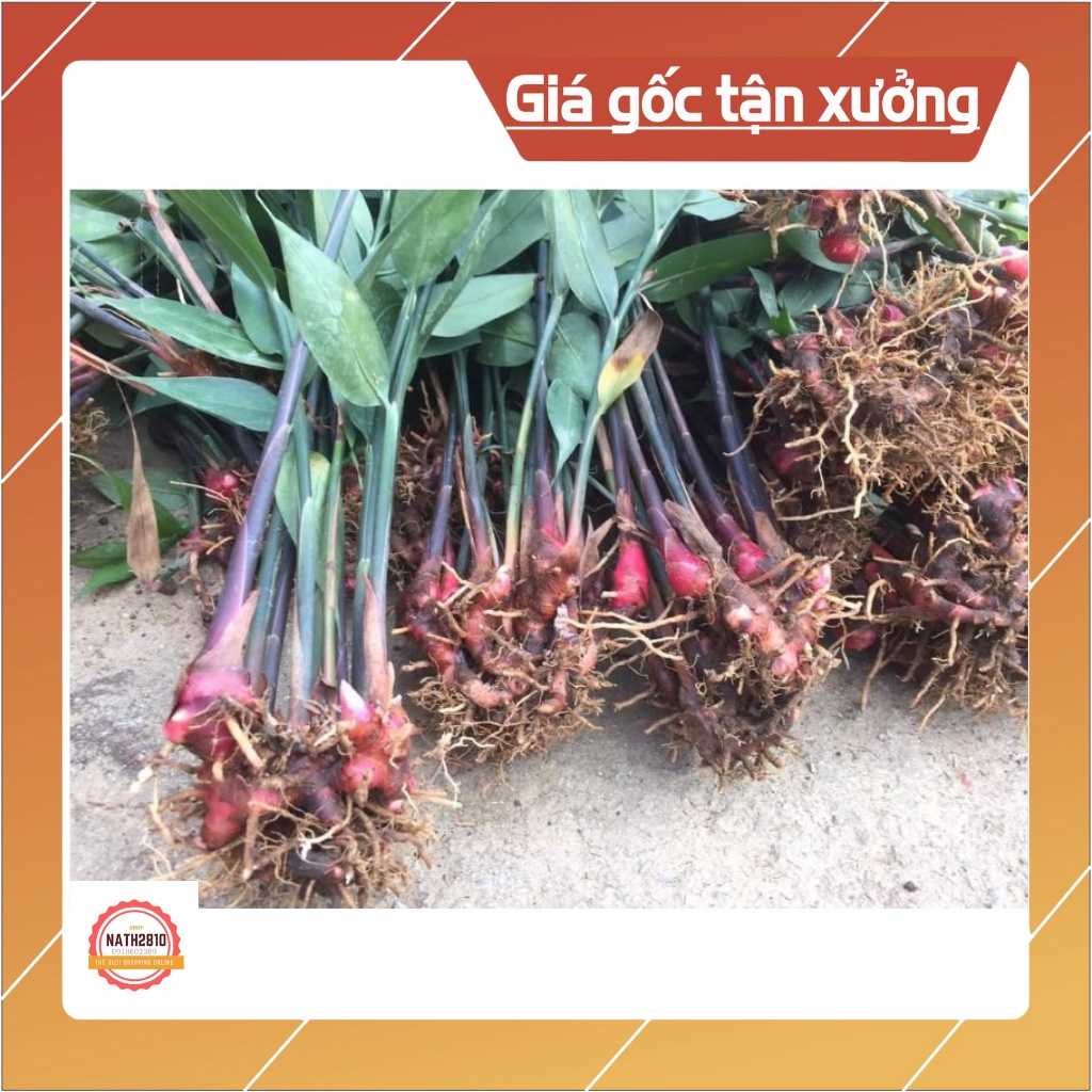 300 gram gừng núi đá  Lạng Sơn
