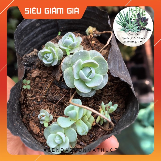SEN ĐÁ DÙ TRÒN - SEN ĐÁ BUÔN MA THUỘT