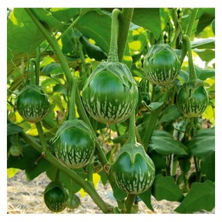 1G - Hạt Giống Cà Dĩa Da Ếch