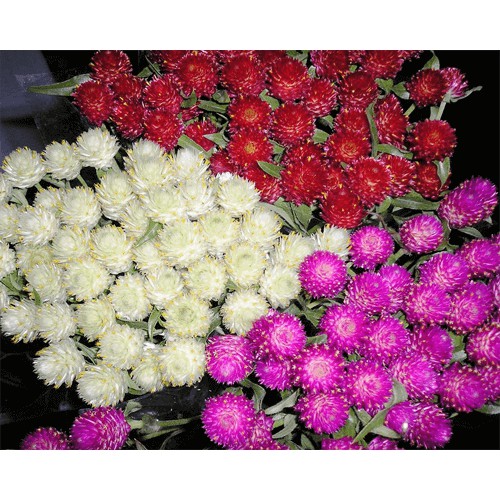 Hạt giống hoa cúc bách nhật
