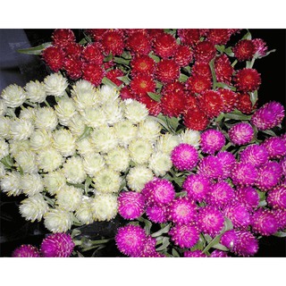 Hạt giống hoa cúc bách nhật