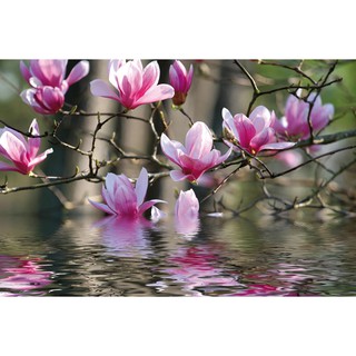 Hạt giống hoa Mộc lan