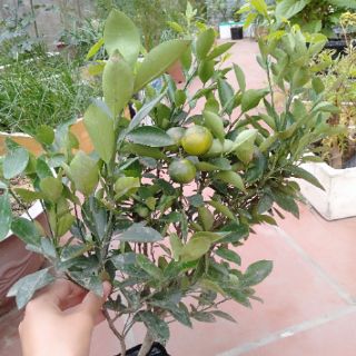Cây quất, cây tắc đang quả