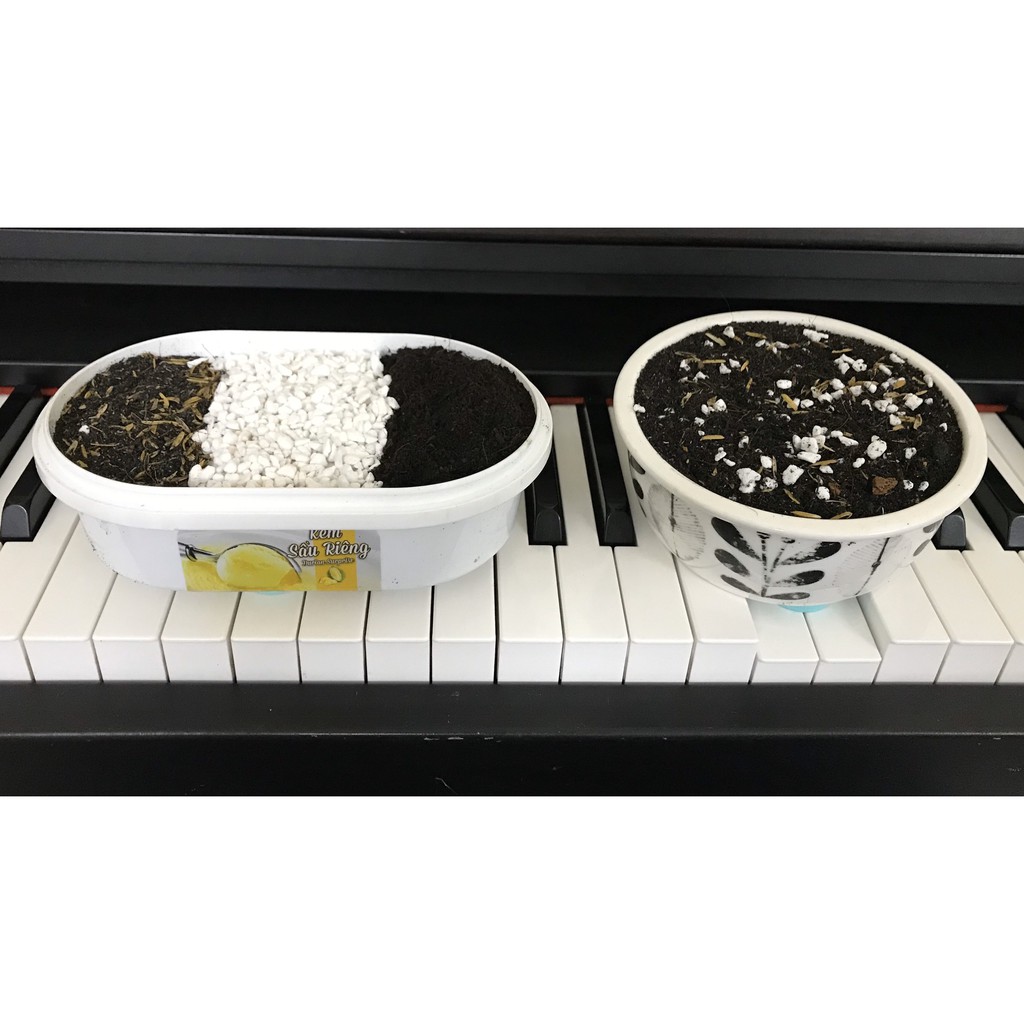Đất trồng sen đá (1kg)