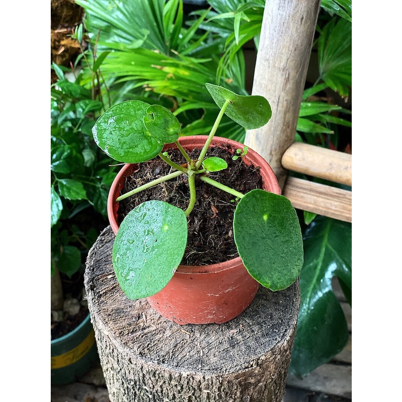 Cây Pilea Peperomioides (Chinese Money Plant, Cỏ Gương, Kim Tiền Trung Hoa, Đồng Tiền Trung Quốc) chậu nhựa 10cm