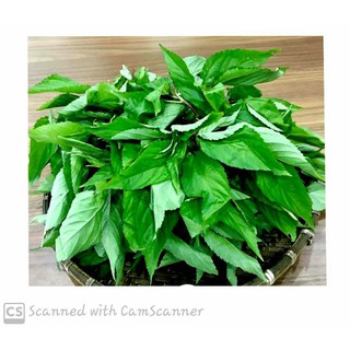 Hạt Giống Rau Đay Thái Nấu Canh Cua Đồng