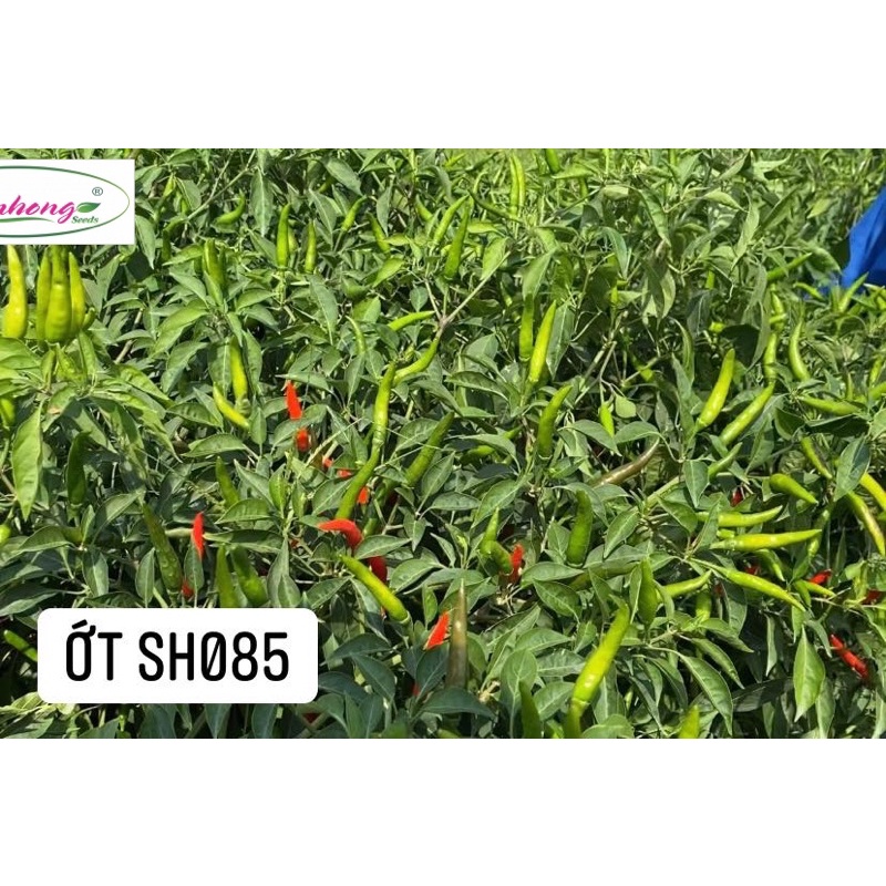 Hạt giống Ớt hiểm lai sen hồng 085 gói 0,5g , 100 hạt.