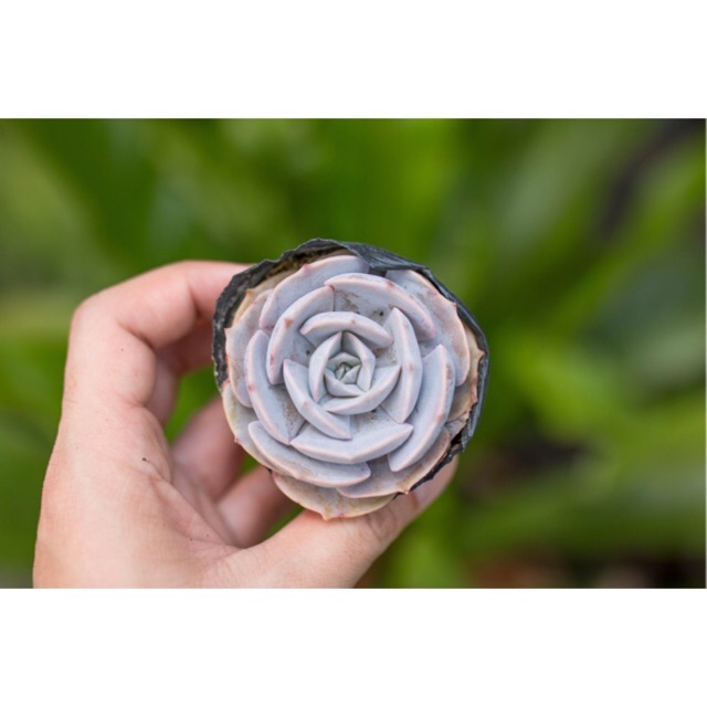 Sen đá đất hồng 5-7cm - Vườn sen đá