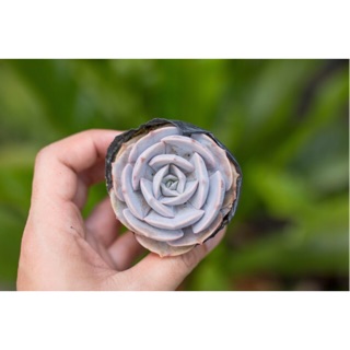 Sen đá đất hồng 5-7cm - Vườn sen đá