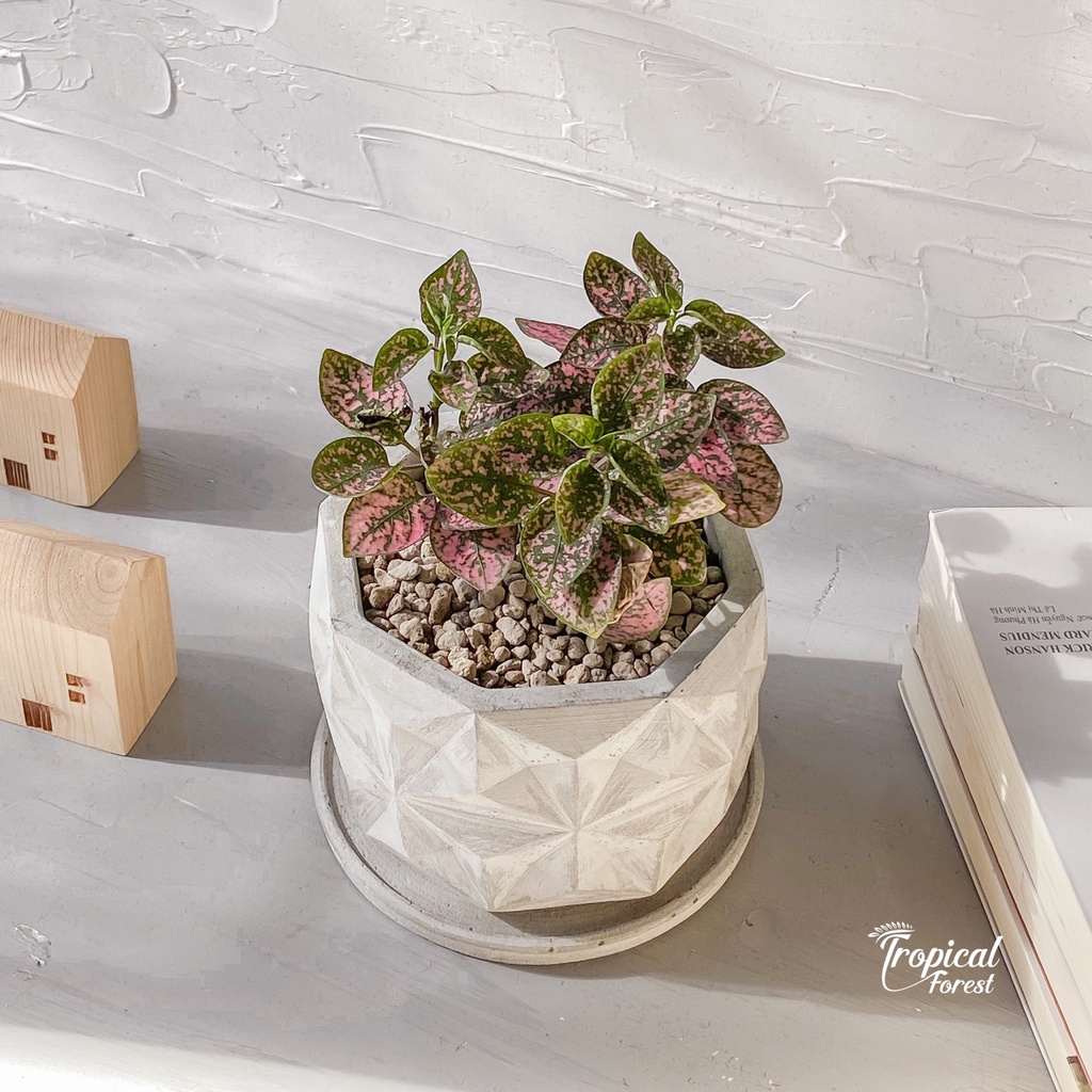 Cây cẩm nhung lá màu TROPICAL FOREST