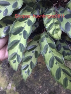 Cây đuôi phụng để bàn
