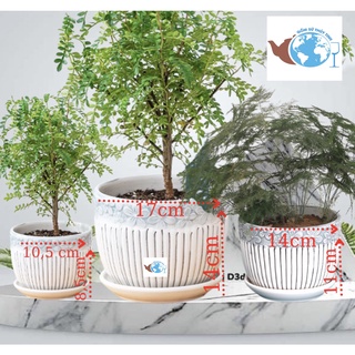 Chậu sứ trồng cây HOA SỌC cực xinh, chậu trồng cây cảnh