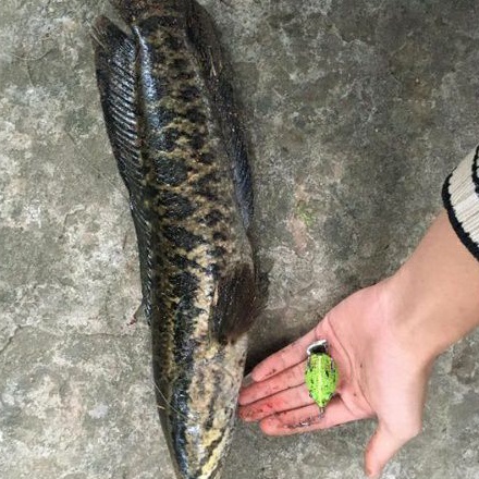 Nhái Hơi VT Lure M1 3.5cm 6.5g/9g Mồi Câu Cá Lóc