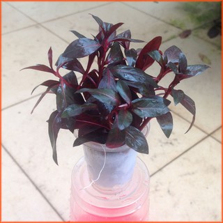 Cây thủy sinh cắt cắm trung cảnh đỏ đại hồng huyết - Đại hồng liễu - Huyết đỏ (10 ngọn)