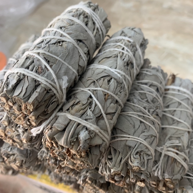 Cây Xô Thơm Trắng- White Sage - thanh tẩy- xông nhà- Yinyang shop