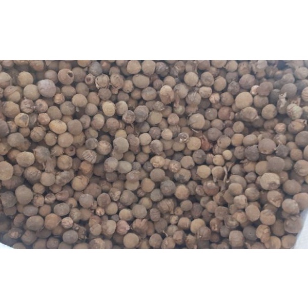 500 gram hạt giống tếch