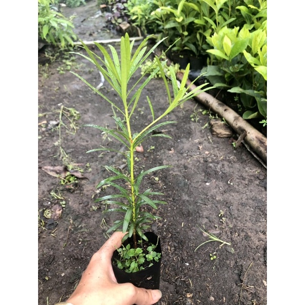 Cây Tùng La Hán Gieo Từ Hạt (ảnh Thật) Boiboi.Organic, Trong Bầu Đất, Rễ Mạnh