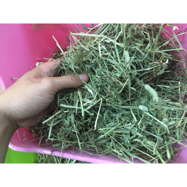 Thức ăn Guinea Pig cỏ Timothy 500g