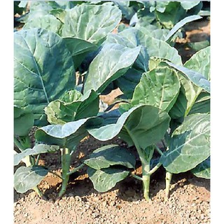 Hạt giống rau cải rổ - (  rau cải Làn  )  - 1 gói 5gram - STHG2