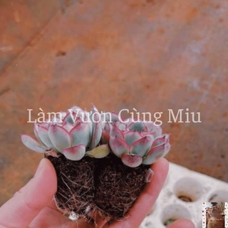 Sen Đá Vỉ - Combo 3 - 5 - 10 - 20 cây
