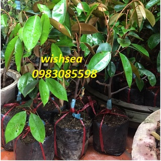 Cây vú sữa lò rèn- vú sữa Mica