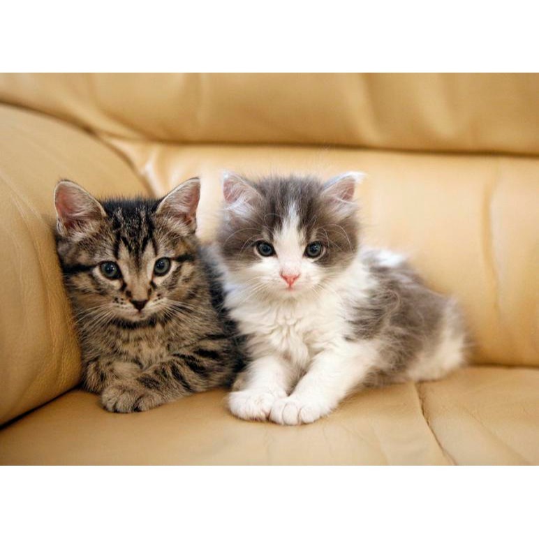 Mimon Houses, Cửa hàng trực tuyến | BigBuy360 - bigbuy360.vn