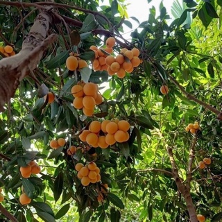 Cây giống thanh trà