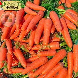 Hạt giống cà rốt chịu nhiệt