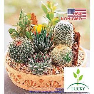 50h Hạt Giống Xương Rồng Mix (Cactaceae)  THANHHUONG