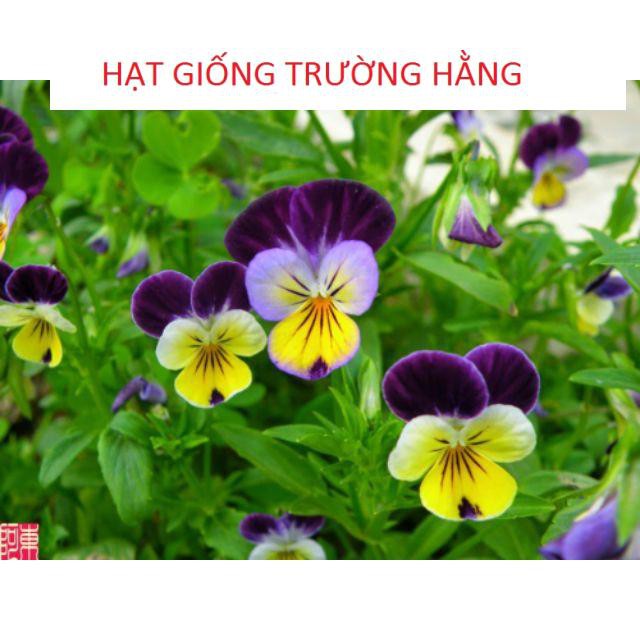 Hạt giống Păng xê hỗn hợp 10 (Hoa Tử La Lan)