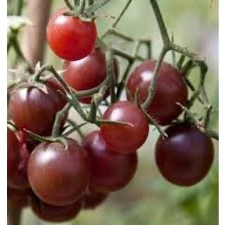 [HOT] Hạt Giống Cà Chua Bi Socola - 5 hạt