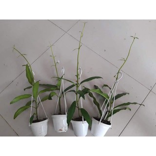 Lan Cẩm cù khủng long đỏ