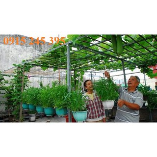 Cây sắt V lỗ đa năng dài 2m làm giàn mướp, giàn bầu bí, giàn hoa, làm khung nhà lưới trồng rau v33