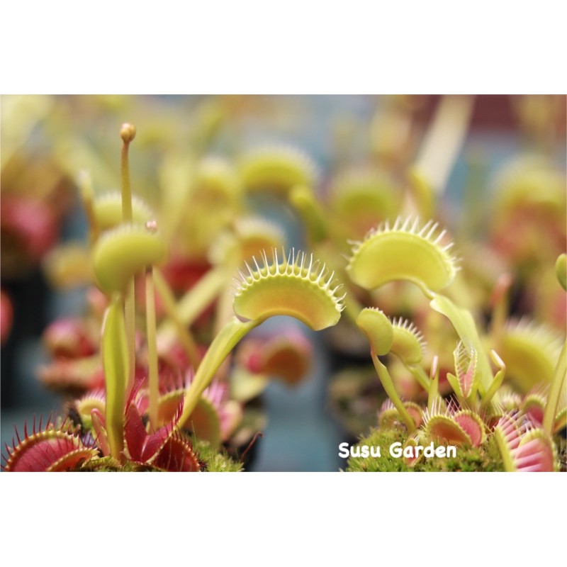 [size lớn] Cây bẫy kẹp bắt côn trùng - Venus flytrap