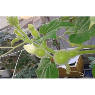 Hạt giống Bầu hồ lô mini