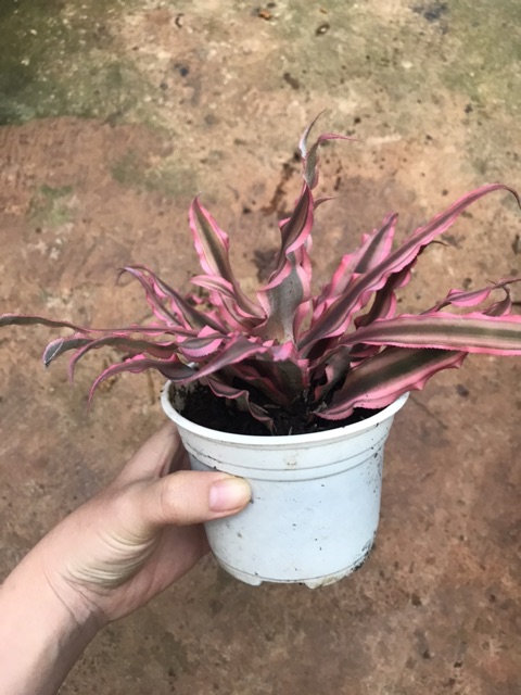 Chậu cứng dứa hồng phụng thái -Cryptanthus Zebrinus